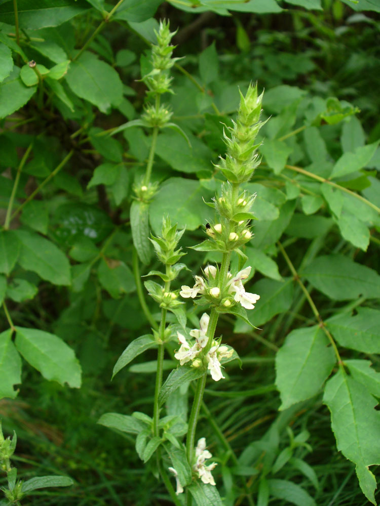 Image of Stachys recta specimen.