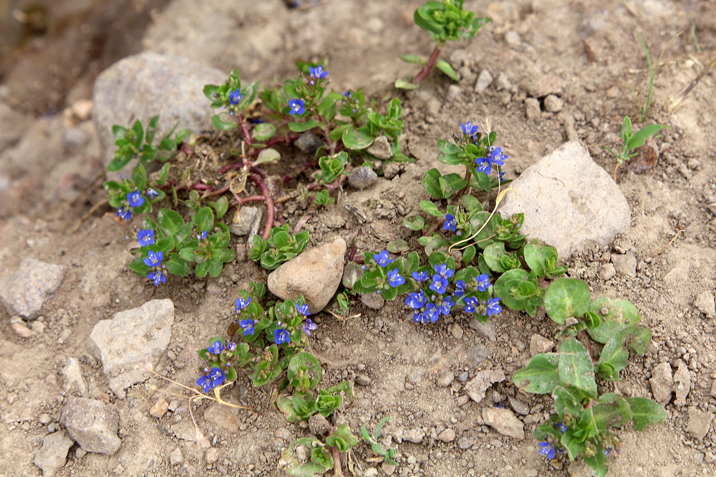 Image of Veronica beccabunga ssp. muscosa specimen.