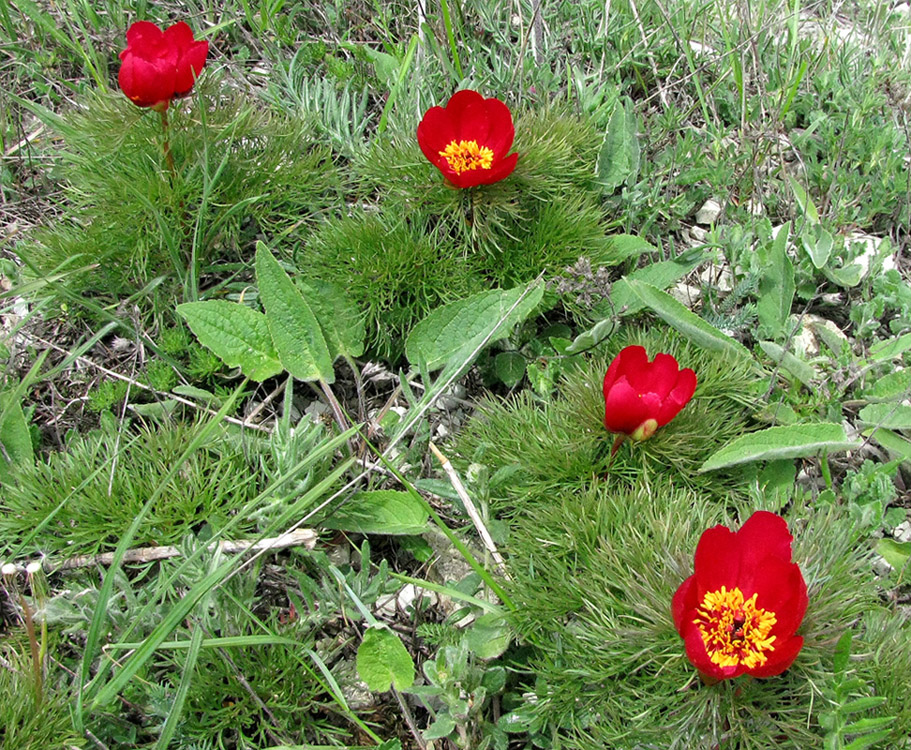 Изображение особи Paeonia tenuifolia.