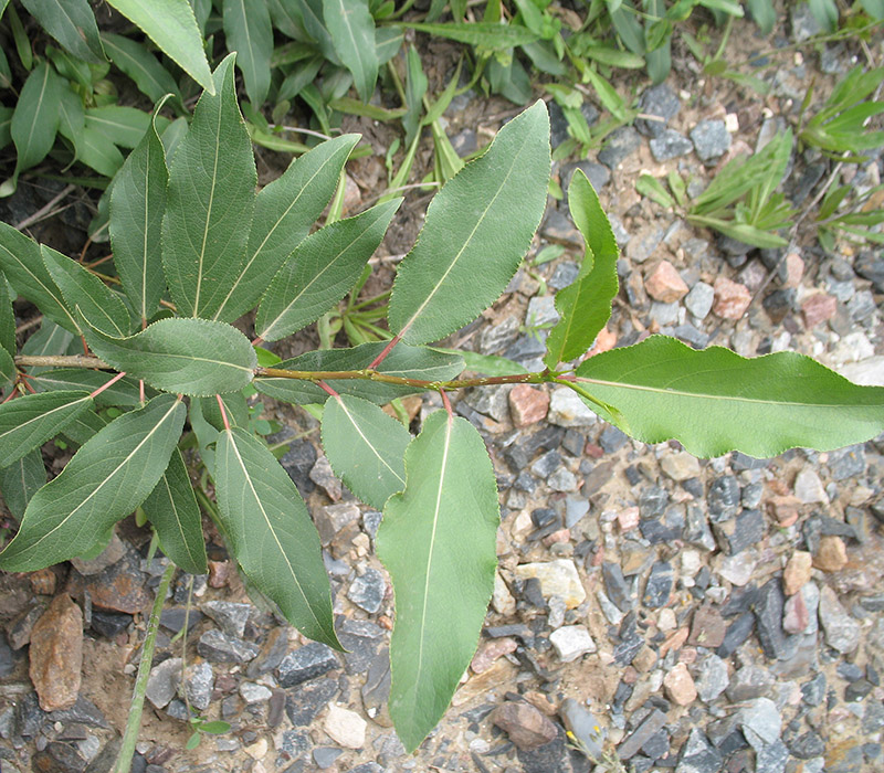 Image of Populus laurifolia specimen.