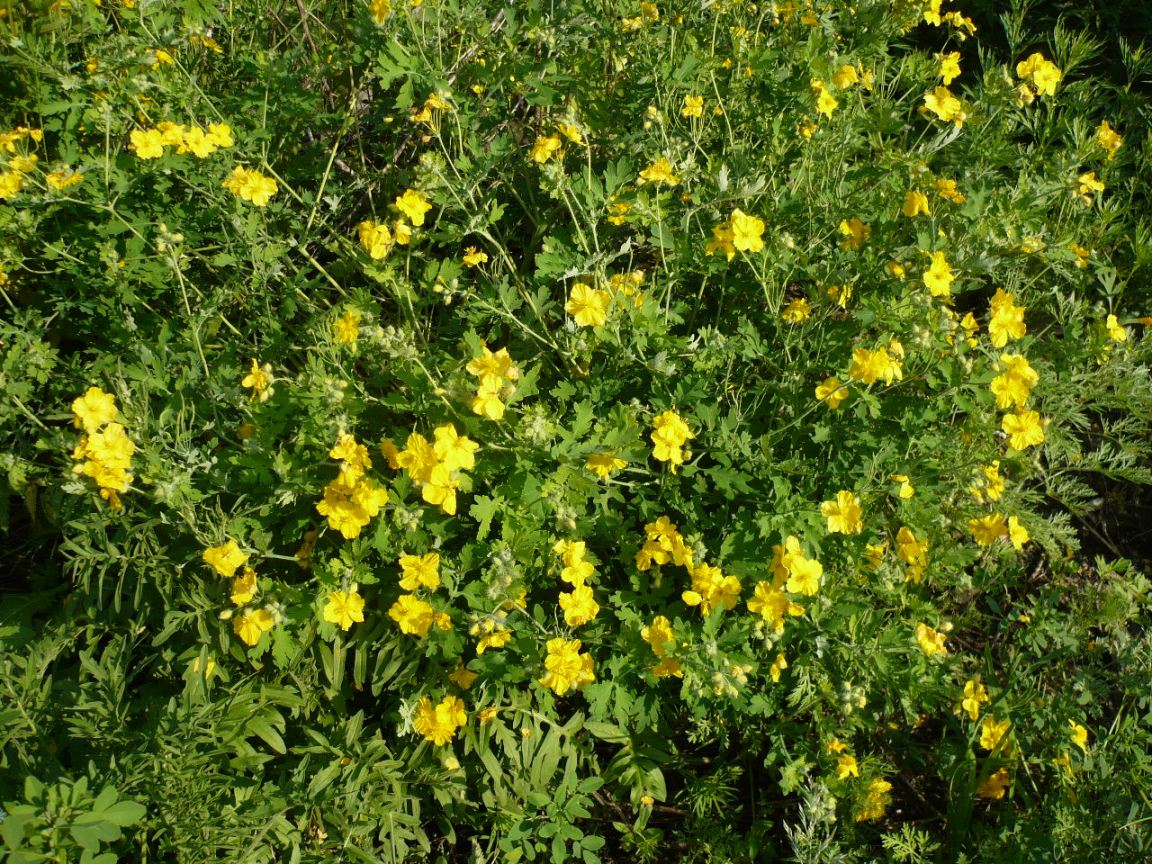 Image of Chelidonium majus specimen.