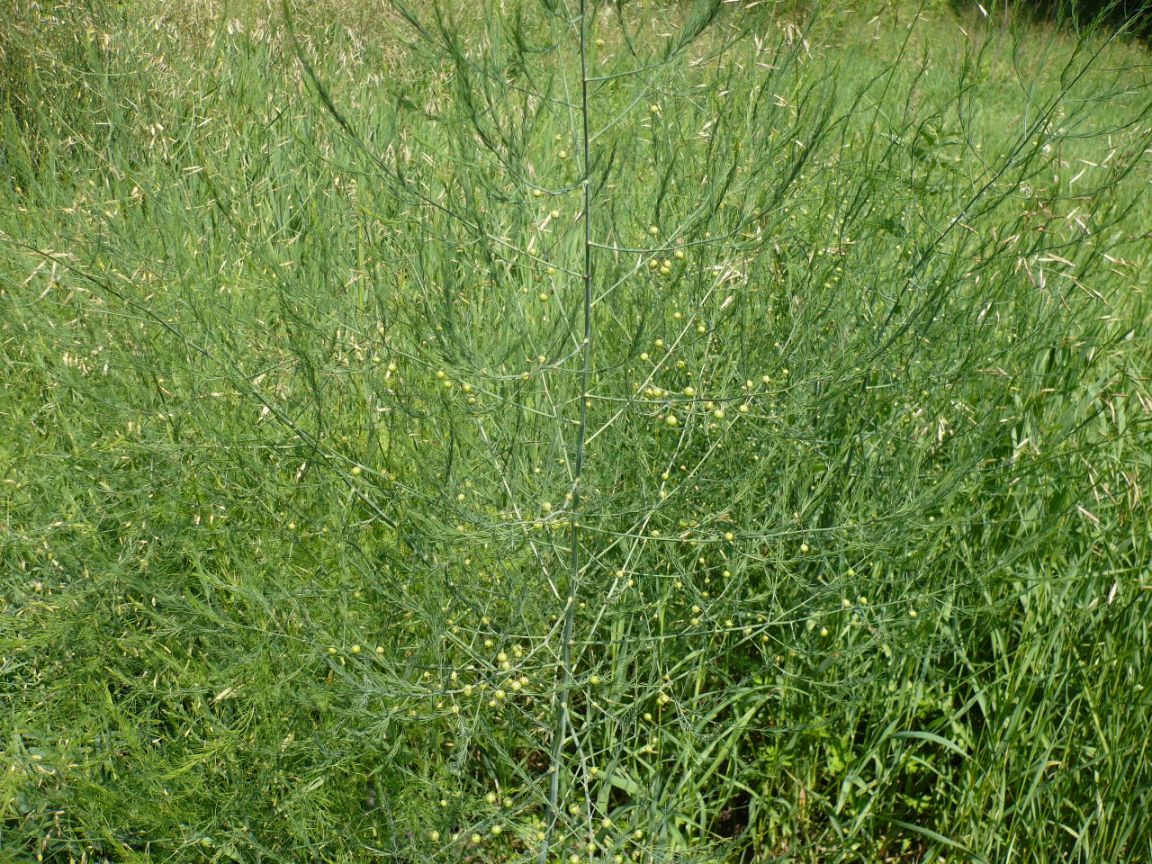 Image of Asparagus officinalis specimen.