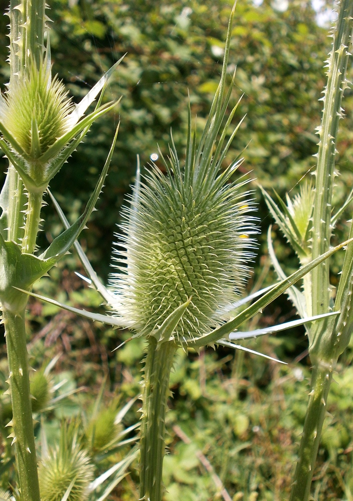 Изображение особи Dipsacus laciniatus.