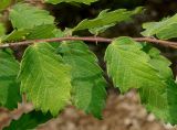 Zelkova carpinifolia. Средняя часть молодой веточки. Германия, г. Дюссельдорф, Ботанический сад университета. 03.06.2014.