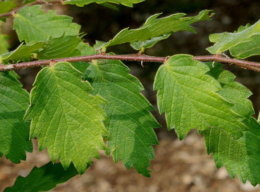 Изображение особи Zelkova carpinifolia.