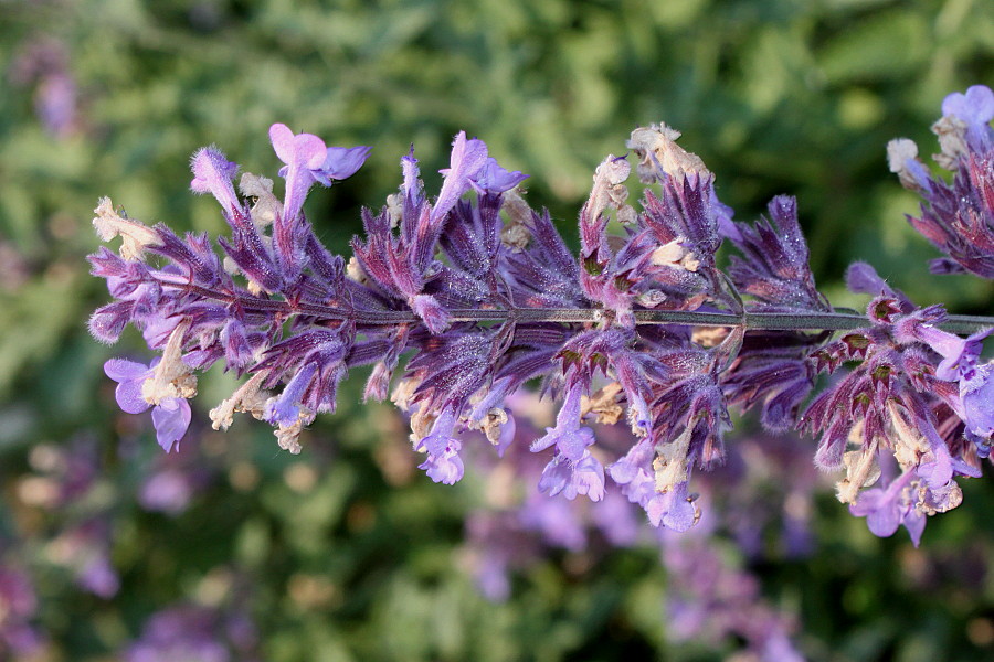 Image of Nepeta racemosa specimen.