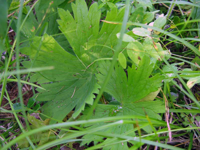 Image of Delphinium crassifolium specimen.