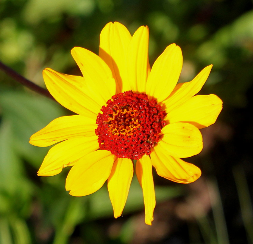 Изображение особи Heliopsis helianthoides ssp. scabra.