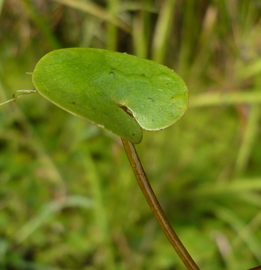 Изображение особи Hydrocharis morsus-ranae.