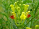 Scutellaria comosa. Цветки. Узбекистан, г. Ташкент, Ботанический сад им. Ф.Н. Русанова, 04.05.2008.