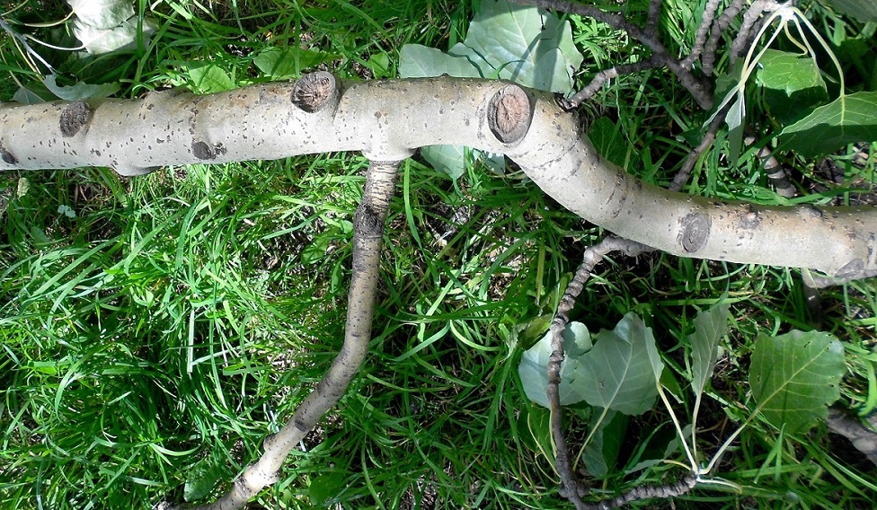 Image of Populus × canescens specimen.