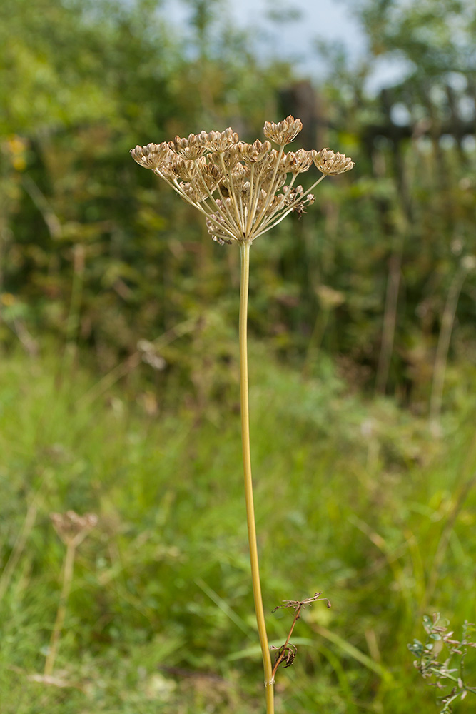 Изображение особи Selinum carvifolia.