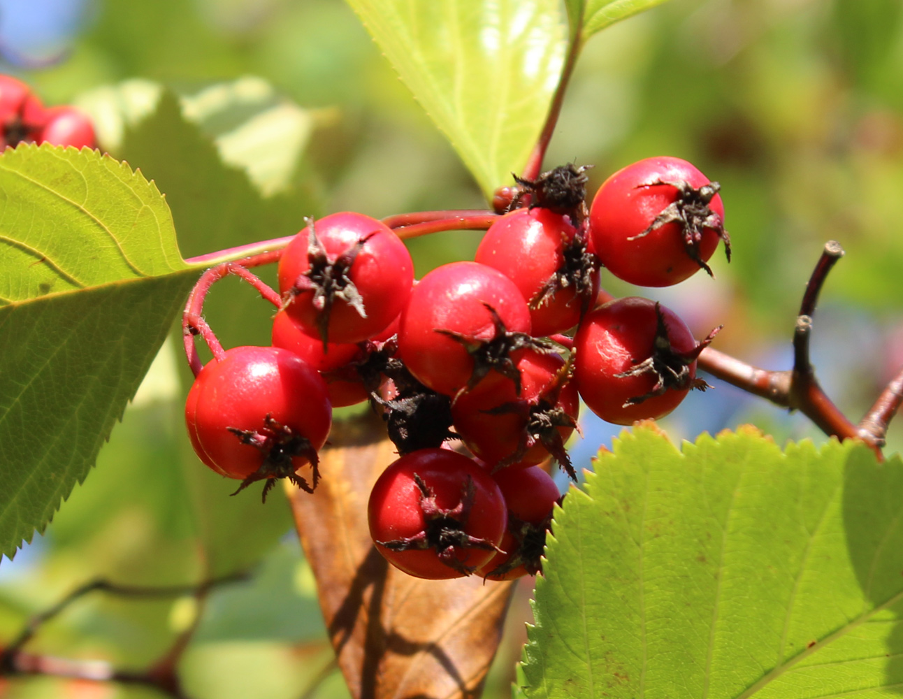 Изображение особи Crataegus chrysocarpa var. rotundifolia.