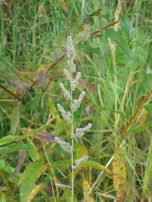 Image of Beckmannia syzigachne specimen.