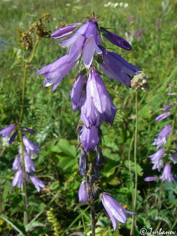 Изображение особи Campanula ruthenica.