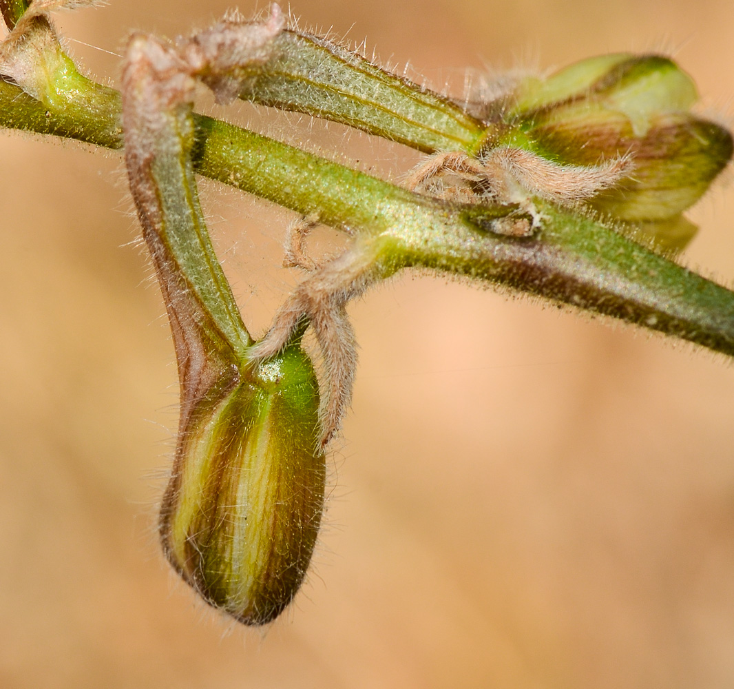 Image of Delphinium ithaburense specimen.