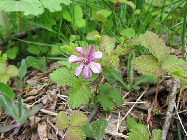 Изображение особи Rubus arcticus.