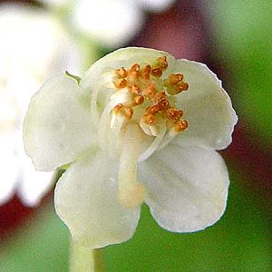 Image of Pyrola japonica specimen.