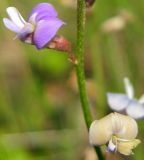 Astragalus austriacus. Цветки. Республика Татарстан, Бугульминский р-н. 28.06.2009.