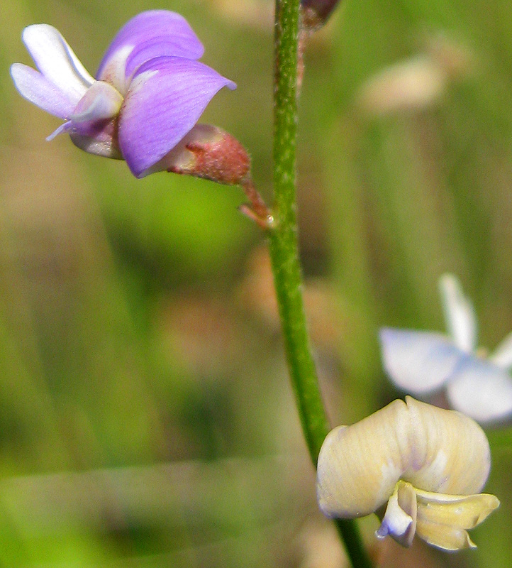 Изображение особи Astragalus austriacus.