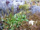 Cardamine bellidifolia