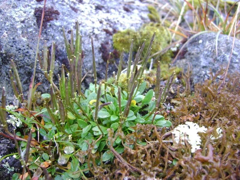 Image of Cardamine bellidifolia specimen.