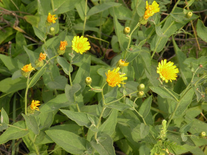 Изображение особи Hieracium virosum.