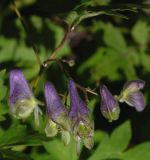 Aconitum subvillosum