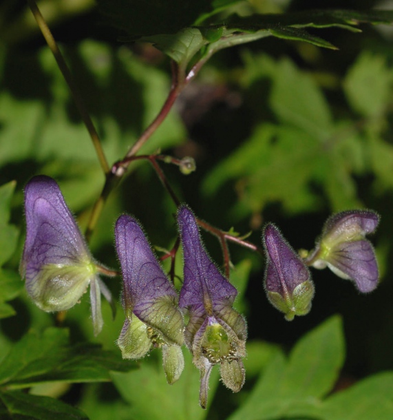 Изображение особи Aconitum subvillosum.