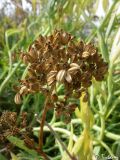 Crithmum maritimum