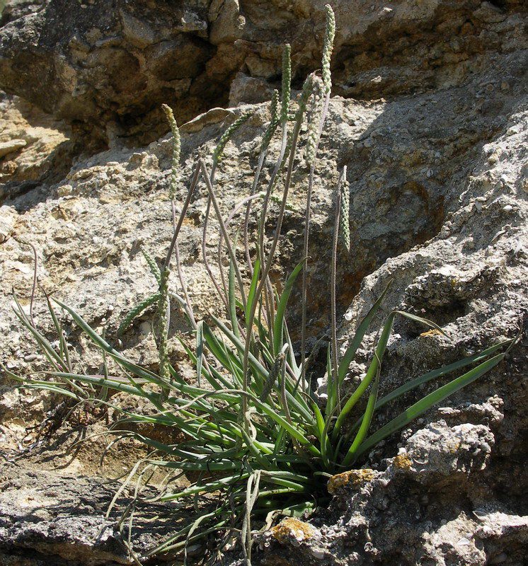 Изображение особи Plantago salsa.