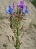 Oxytropis campanulata. Соцветие. Окр. Барнаула, Барнаульский ленточный бор, песчаный обрыв в сосновом лесу. 21.08.2009.