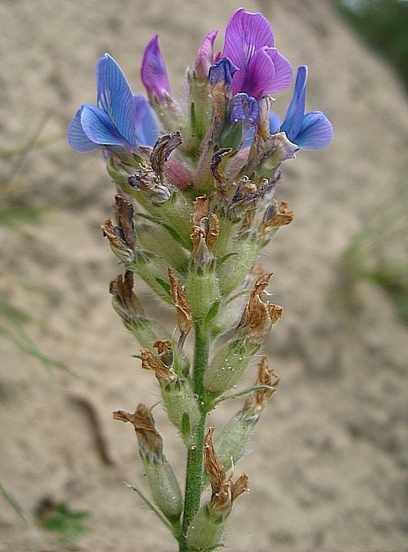 Image of Oxytropis campanulata specimen.