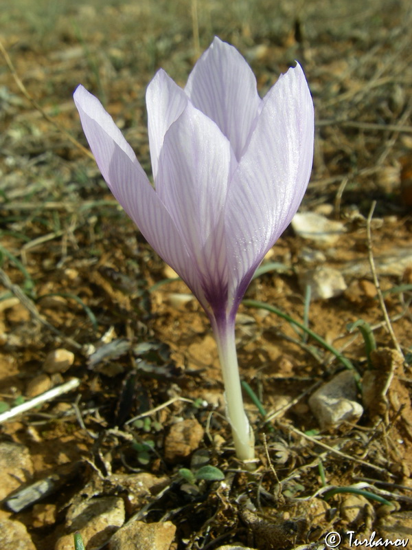 Изображение особи Crocus pallasii.