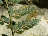 Asplenium billotii