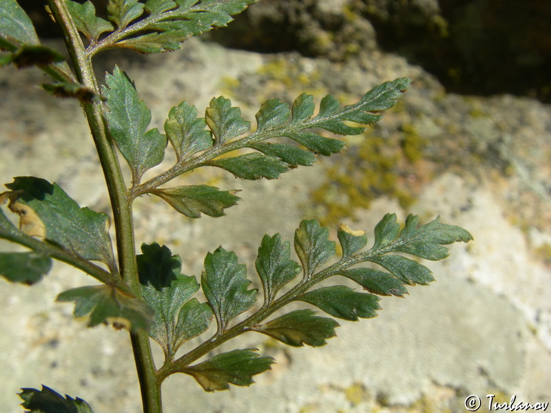 Изображение особи Asplenium billotii.