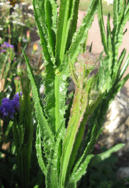 Image of Limonium sinuatum specimen.