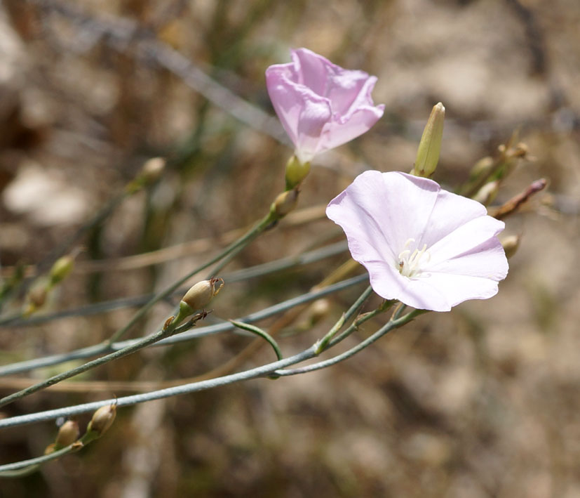 Изображение особи Convolvulus pseudocantabrica.