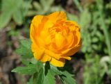 Trollius asiaticus