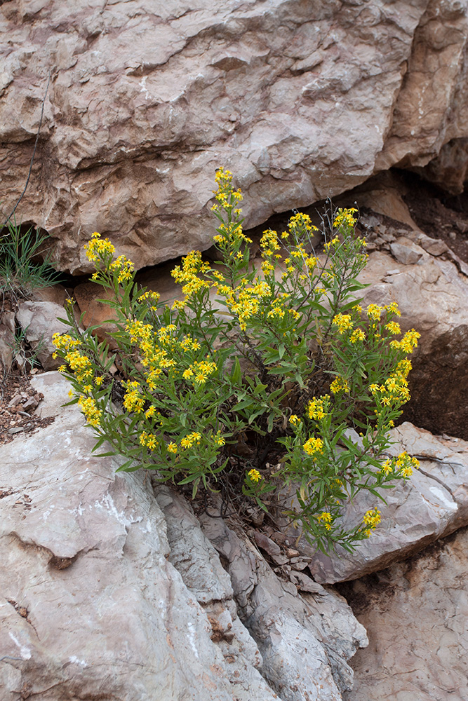 Image of Dittrichia viscosa specimen.