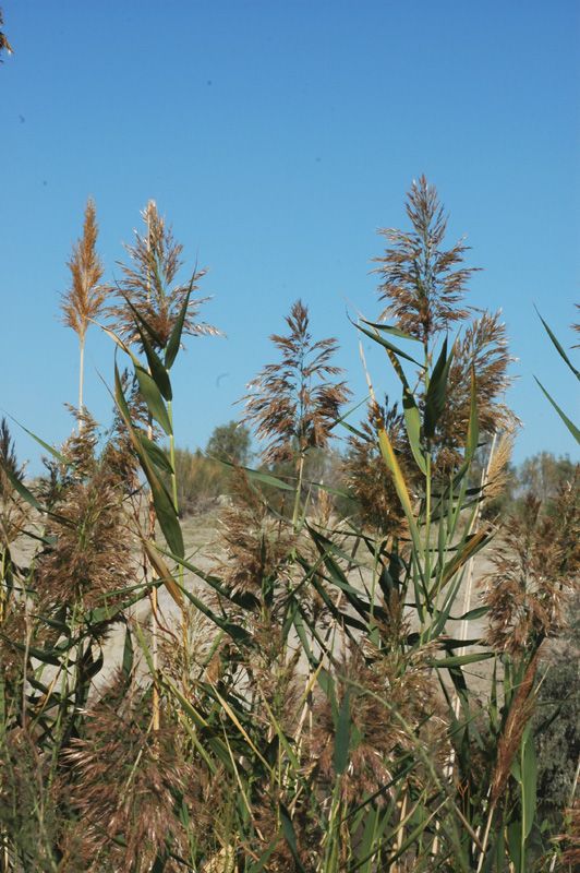 Изображение особи Phragmites australis.