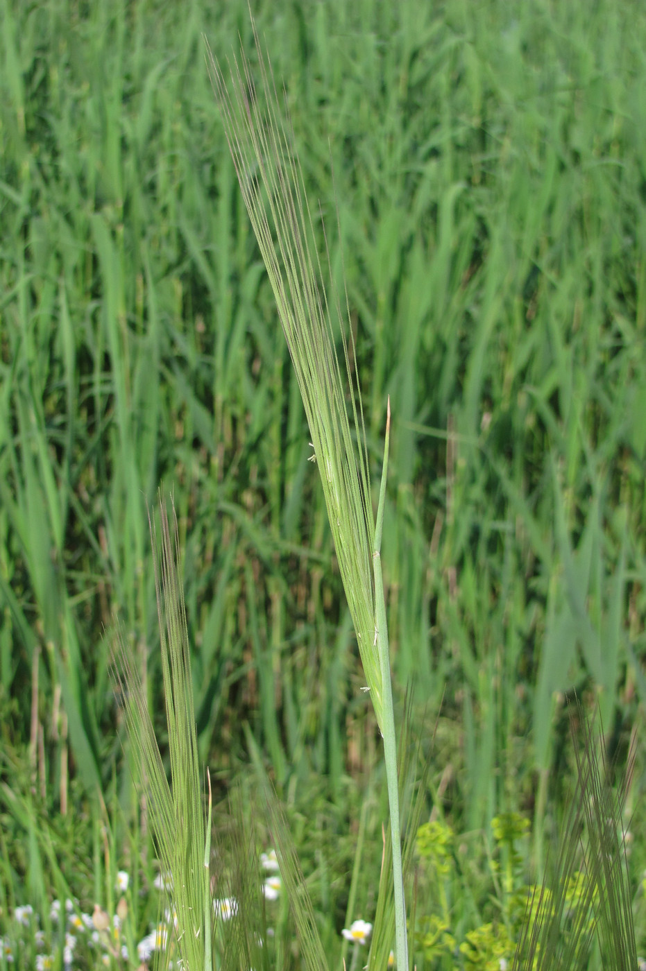 Image of Secale sylvestre specimen.