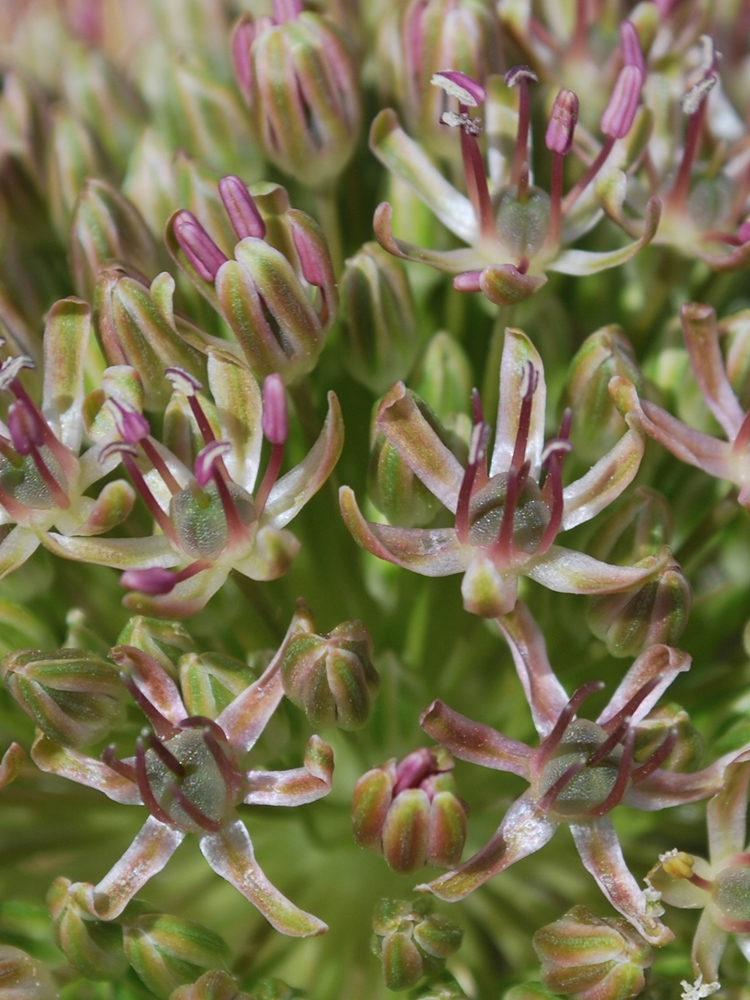 Image of Allium taschkenticum specimen.