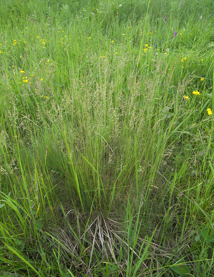 Image of Festuca elbrusica specimen.