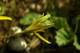 Gagea lutea