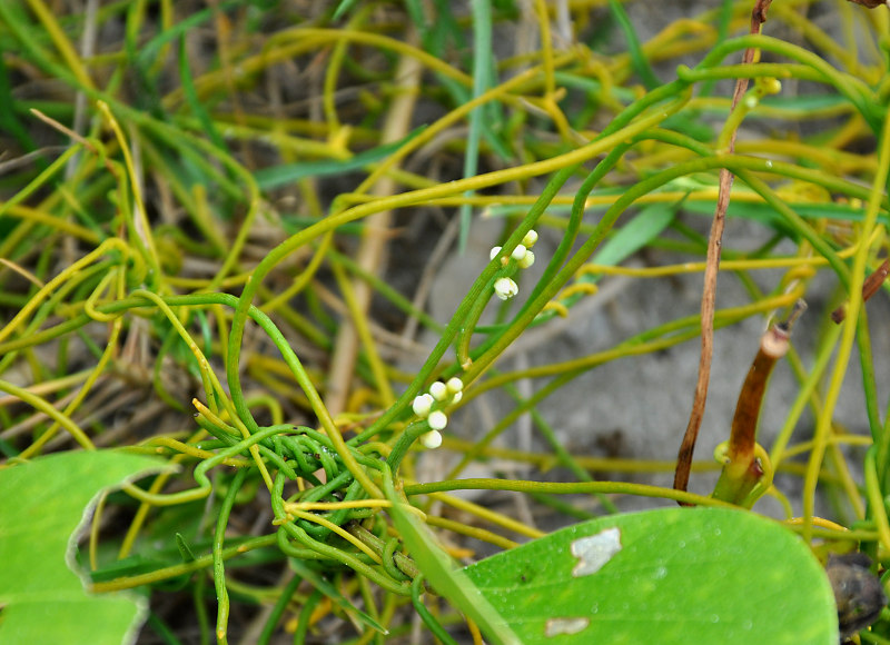 Изображение особи Cassytha filiformis.