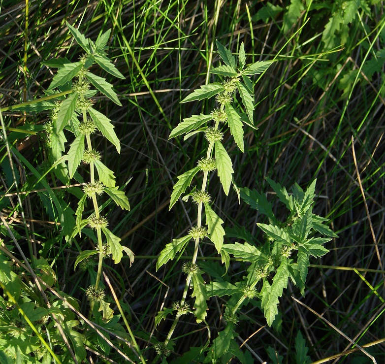 Image of Lycopus europaeus specimen.