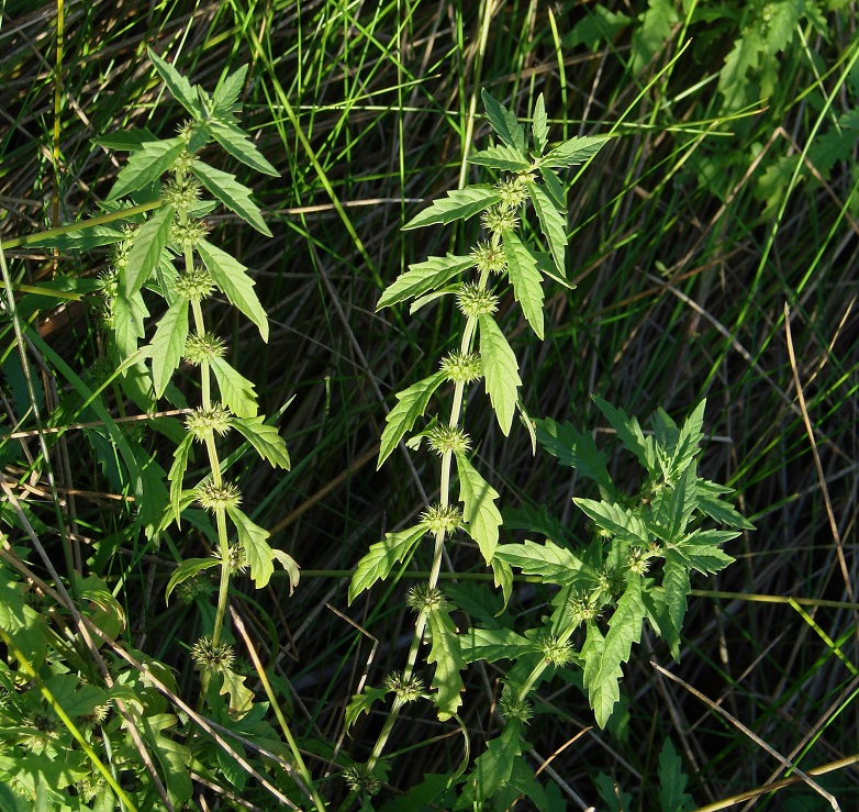 Изображение особи Lycopus europaeus.