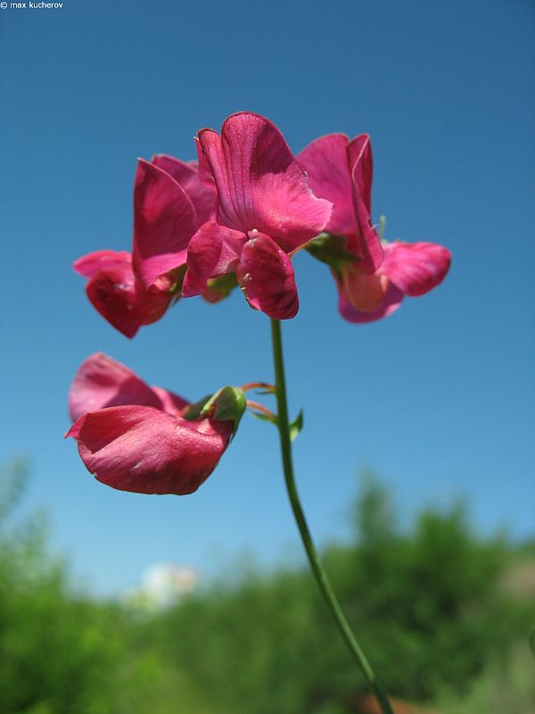 Изображение особи Lathyrus tuberosus.