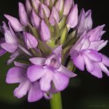 Anacamptis pyramidalis. Часть соцветия. Крым, Бахчисарайский р-н, пос. Куйбышево, склон горы. 31.05.2014.